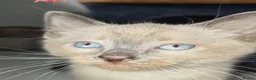 Mixed Breed cats for sale: 🐾READY NOW🐾 SPHYNX X RAGDOLL KITTENS 2 LEFT  - Advert 11