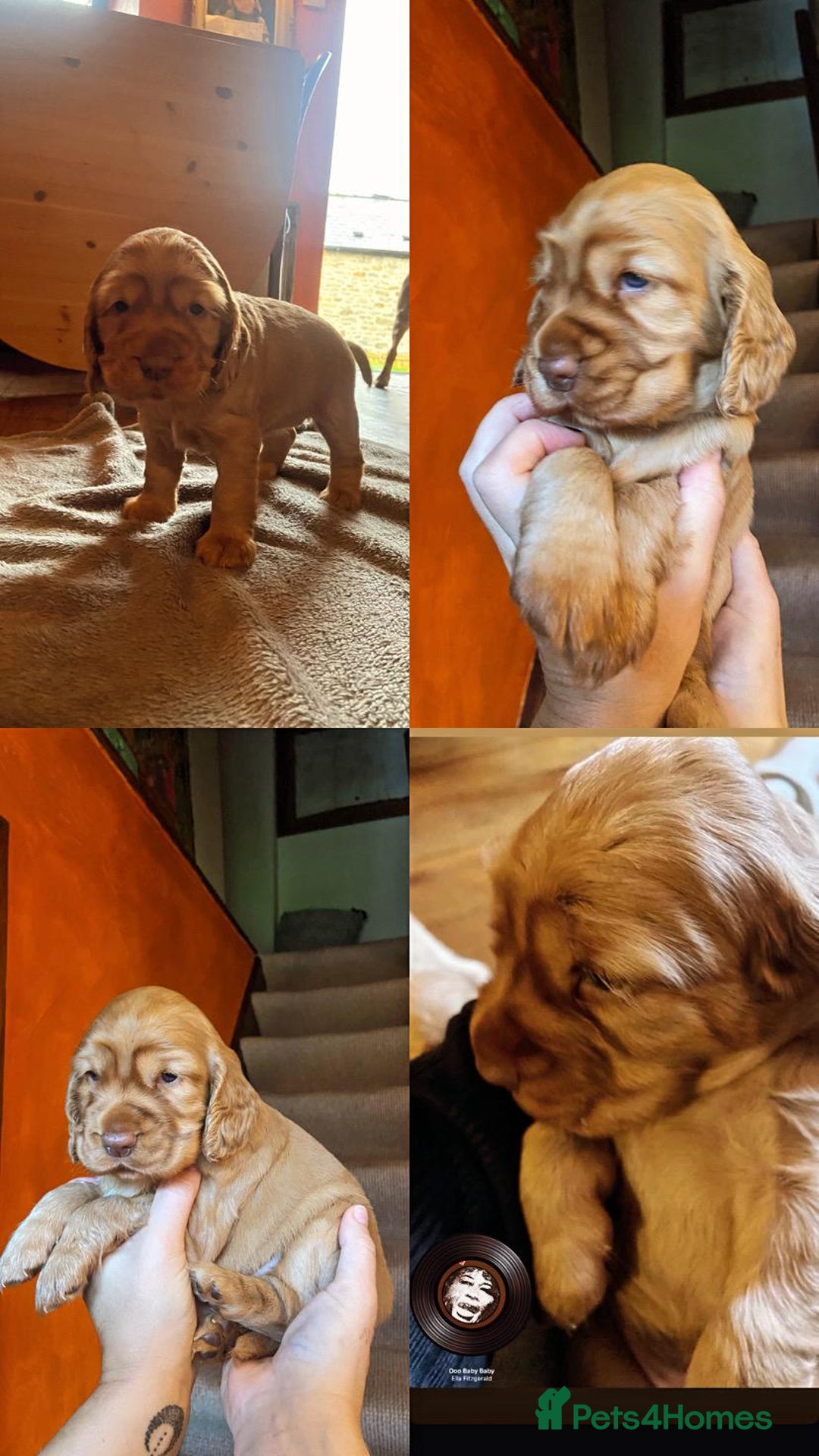 Cocker Spaniel dogs for sale: Stunning beautifully coloured Cocker Spaniel girl. - Image 4