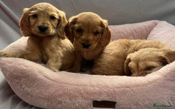 Cocker Spaniel dogs for sale: Crocker spaniel puppy's  - Image 4