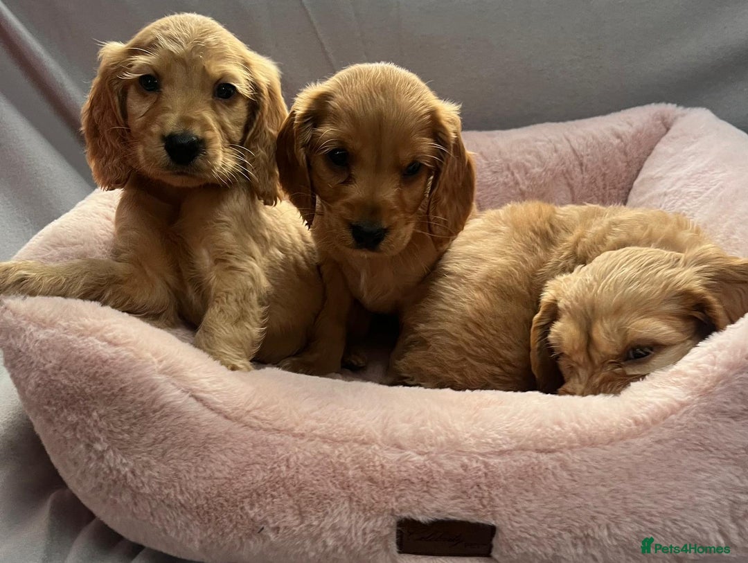 Cocker Spaniel dogs for sale: Crocker spaniel puppy's  - Image 4