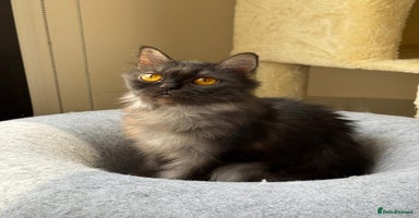 Mixed Breed cats - Advert 2