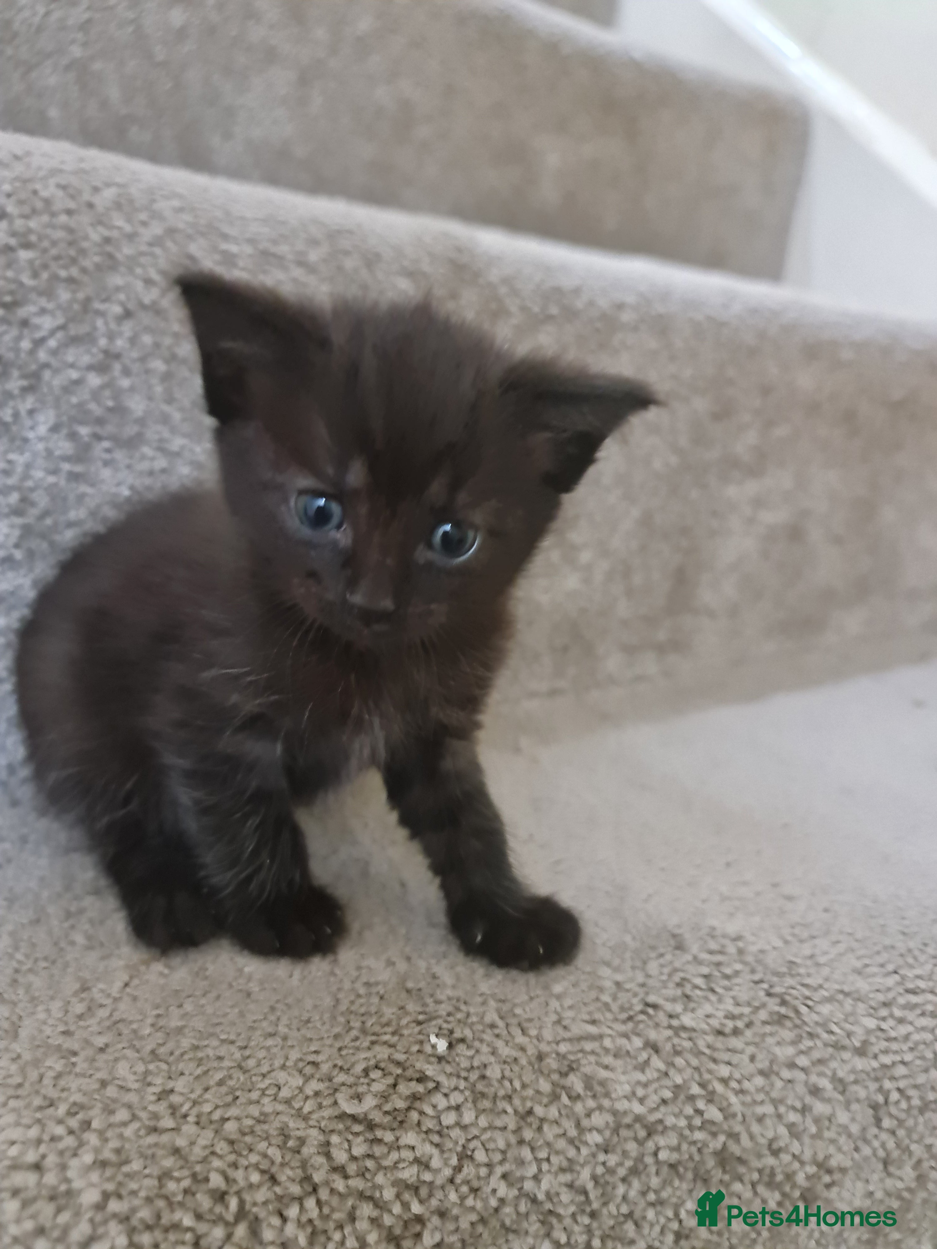 Domestic Shorthair cats for sale: Short hair kittens for sale - Advert 4