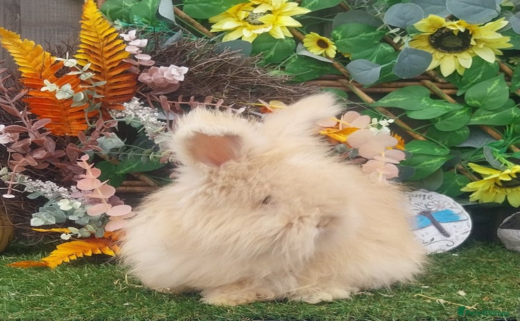 Angora rabbits - Advert 1