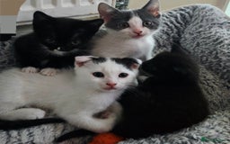 Mixed Breed cats for sale: 3 kittens looking for new families  - Image 9