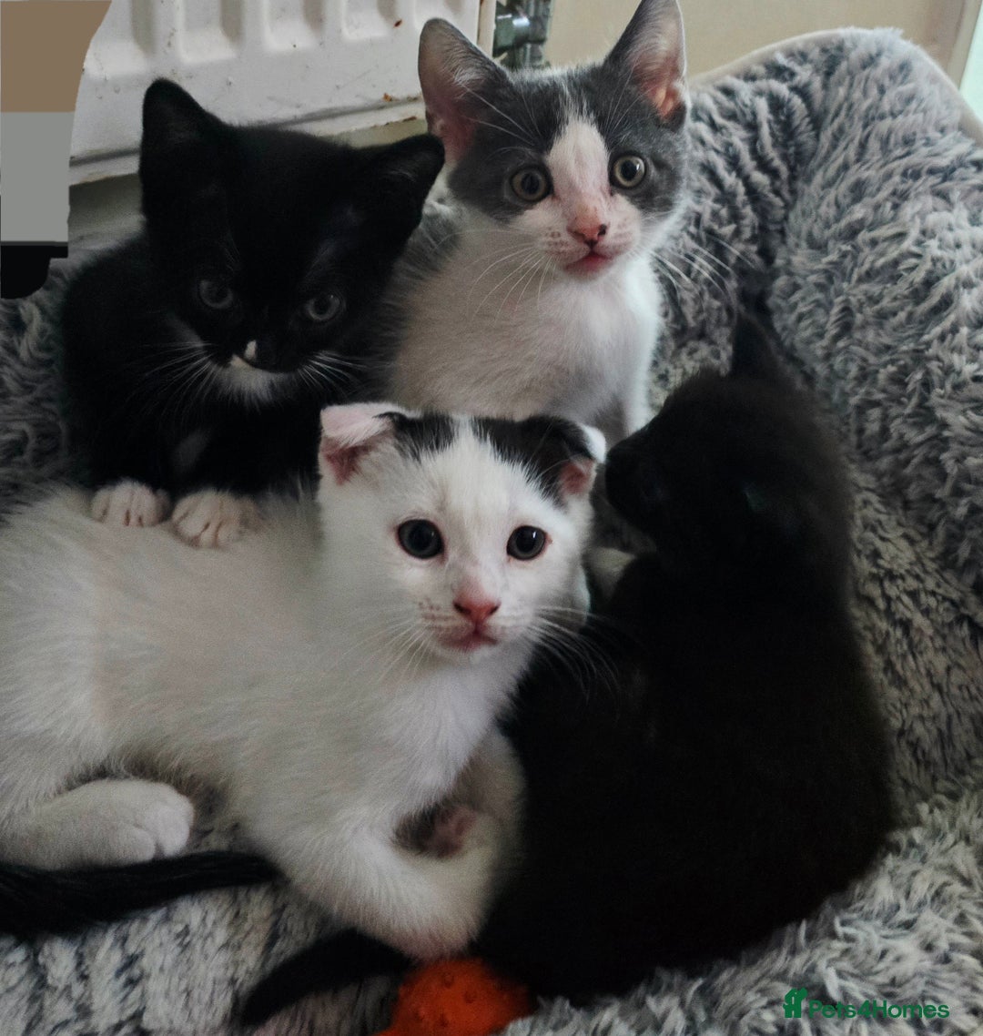 Mixed Breed cats for sale: 3 kittens looking for new families  - Image 9