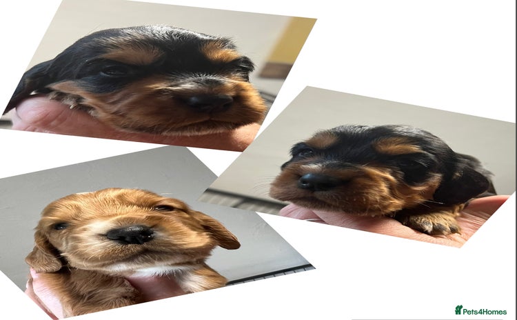 Cocker Spaniel dogs - Advert 5
