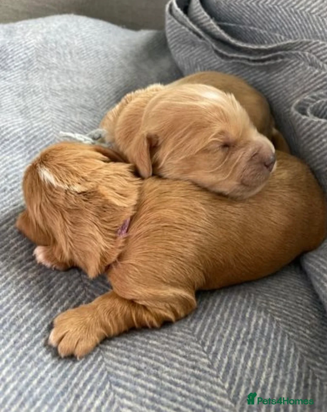 Labradoodle dogs for stud: Multigen/F3b Labradoodle Stud in Calne - Advert 17