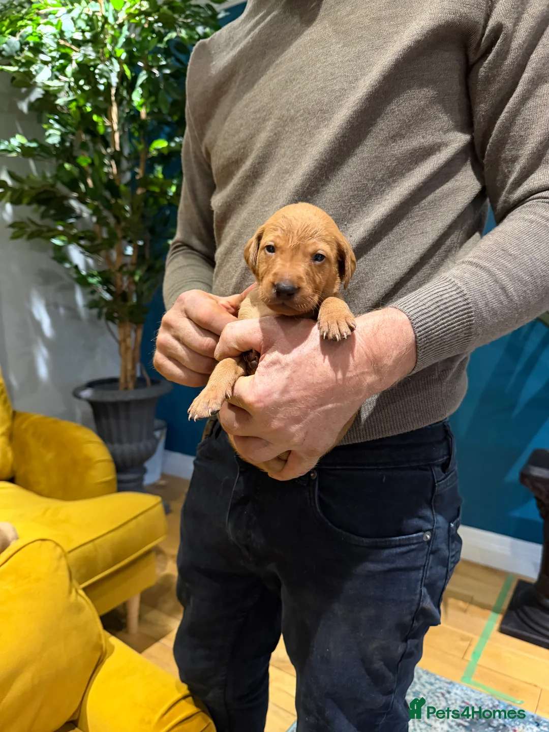Mixed Breed dogs for sale: Vizslador Puppies (Hungarian Vizsla x Fox Red Lab) - Advert 9