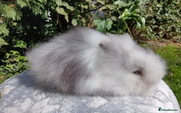 Lionhead rabbits for sale: Stunning DM Lionhead baby rabbits  - Image 3
