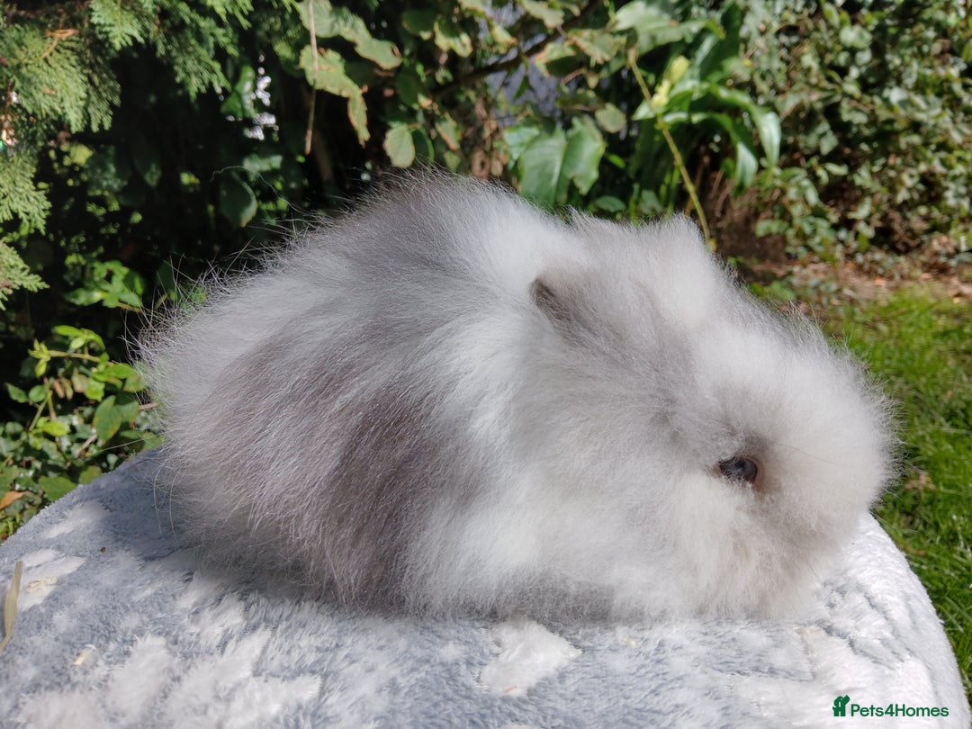 Lionhead rabbits for sale: Stunning DM Lionhead baby rabbits  - Image 3