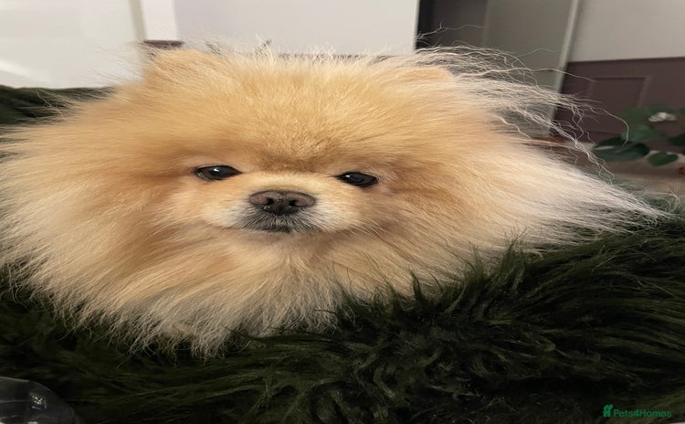 Pomeranian dogs Looking for a Pomeranian for my Ralph 🤎 - Advert 3