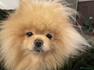 Pomeranian dogs for sale: Looking for a Pomeranian for my Ralph 🤎 - Advert 1