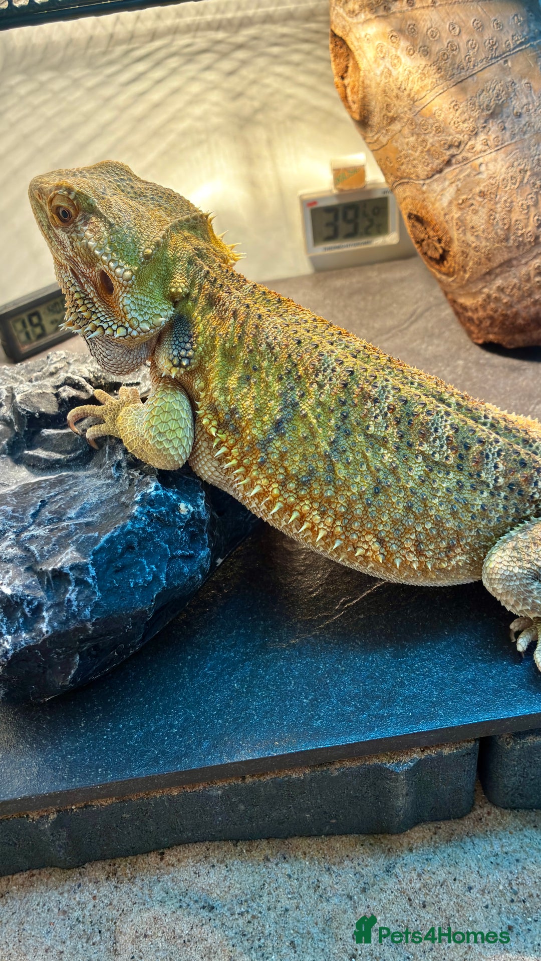 Bearded Dragon reptiles for sale: Beautiful Female bearded dragon with full set up  - Advert 8