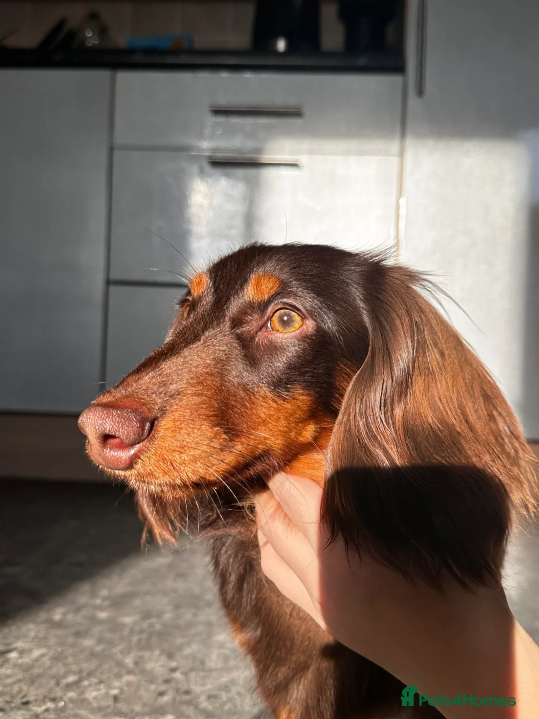Miniature Dachshund dogs for stud: KC registered long haired miniature Dachshund - Advert 2