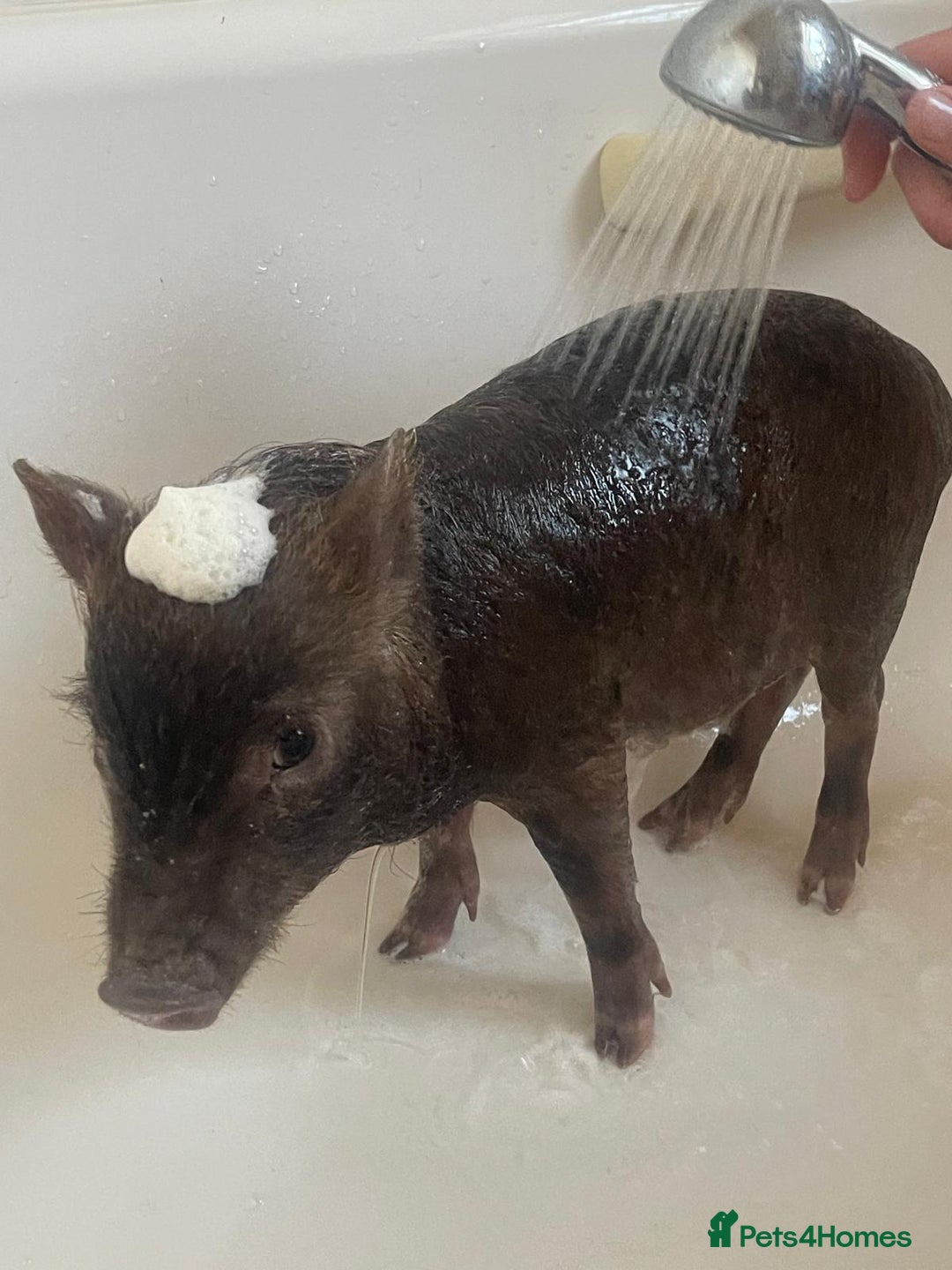 Pig livestock for sale: Real life miniture Richard ham micro pig  - Advert 14