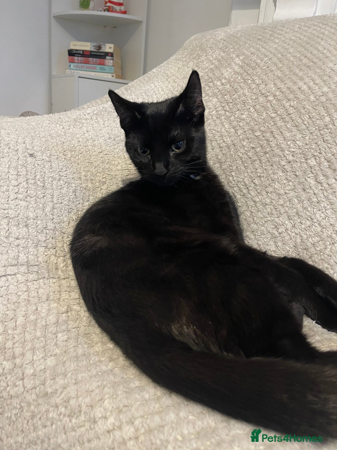 British Shorthair cats for sale: Kleo for sale - Advert 1