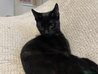 British Shorthair cats Kleo for sale - Advert 2