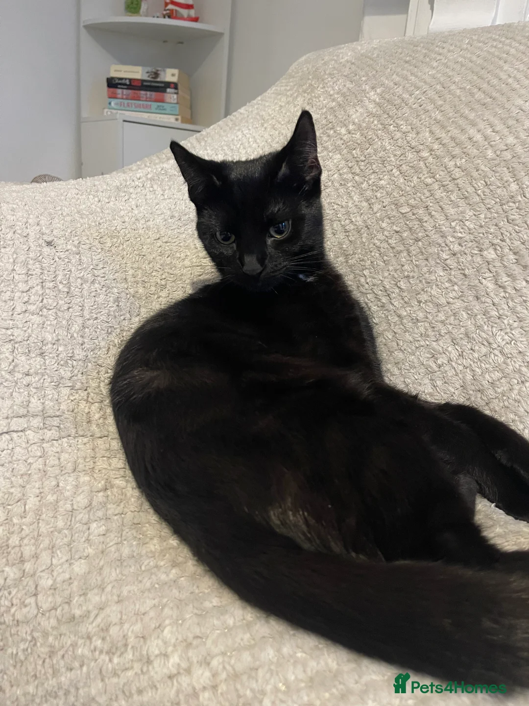 British Shorthair cats for sale: Kleo for sale - Advert 1