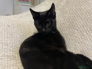 British Shorthair cats Kleo for sale - Advert 17