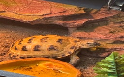 Tortoise reptiles for sale: Horsefield Tortoise - Image 2