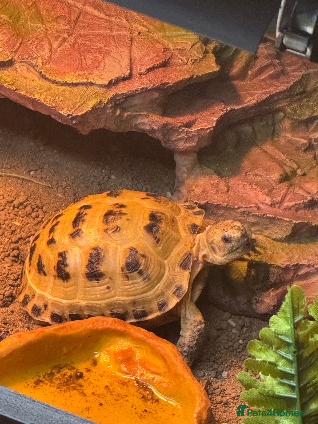 Tortoise reptiles for sale: Horsefield Tortoise - Image 2