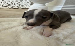 Italian Greyhound dogs for sale: Italian greyhound puppies - Image 5