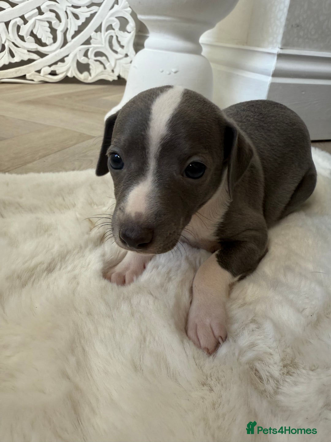 Italian Greyhound dogs for sale: Italian greyhound puppies - Image 5