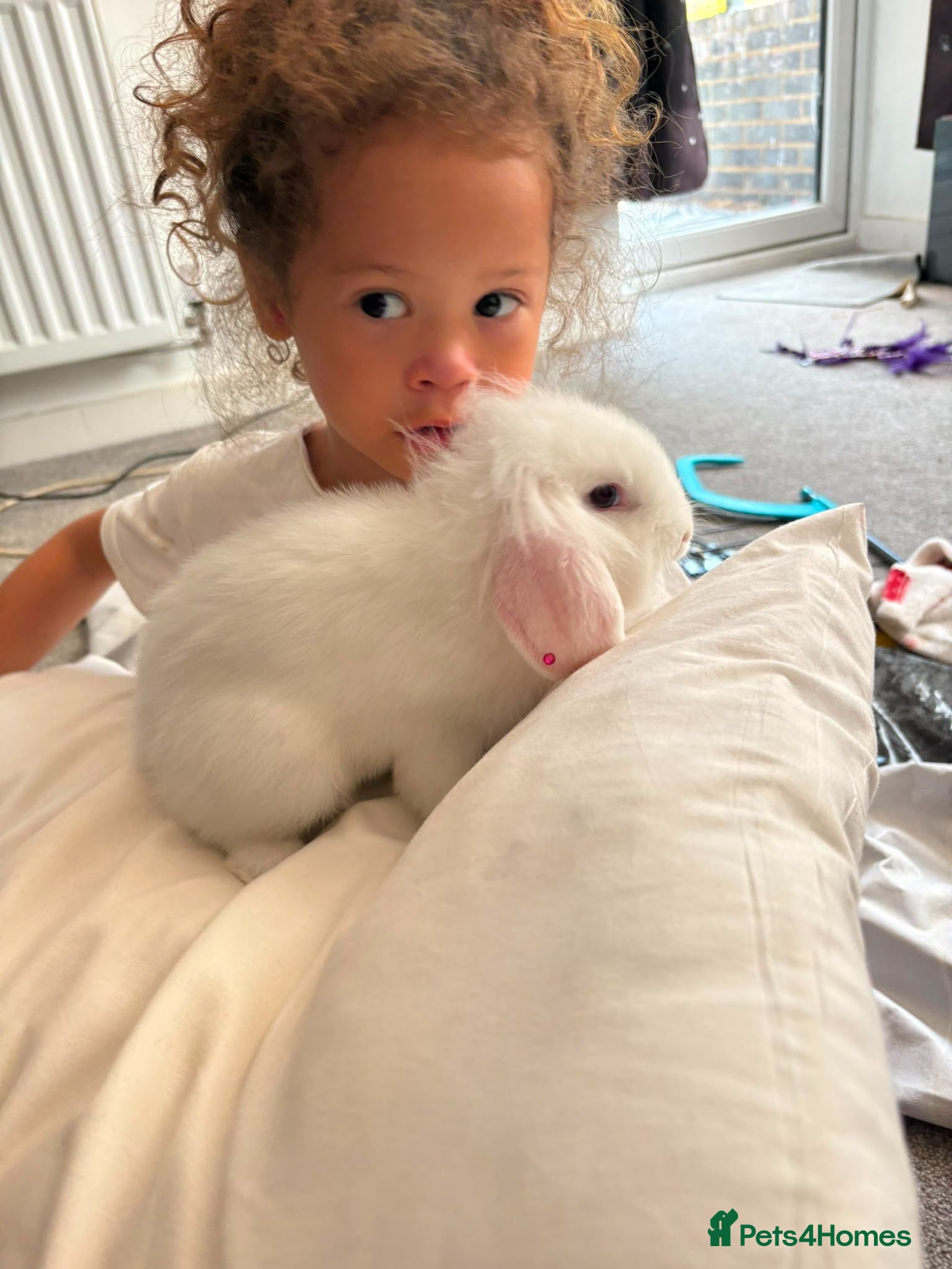 Mini Lop rabbits Pure white blue eye doe abd buck - Advert 15