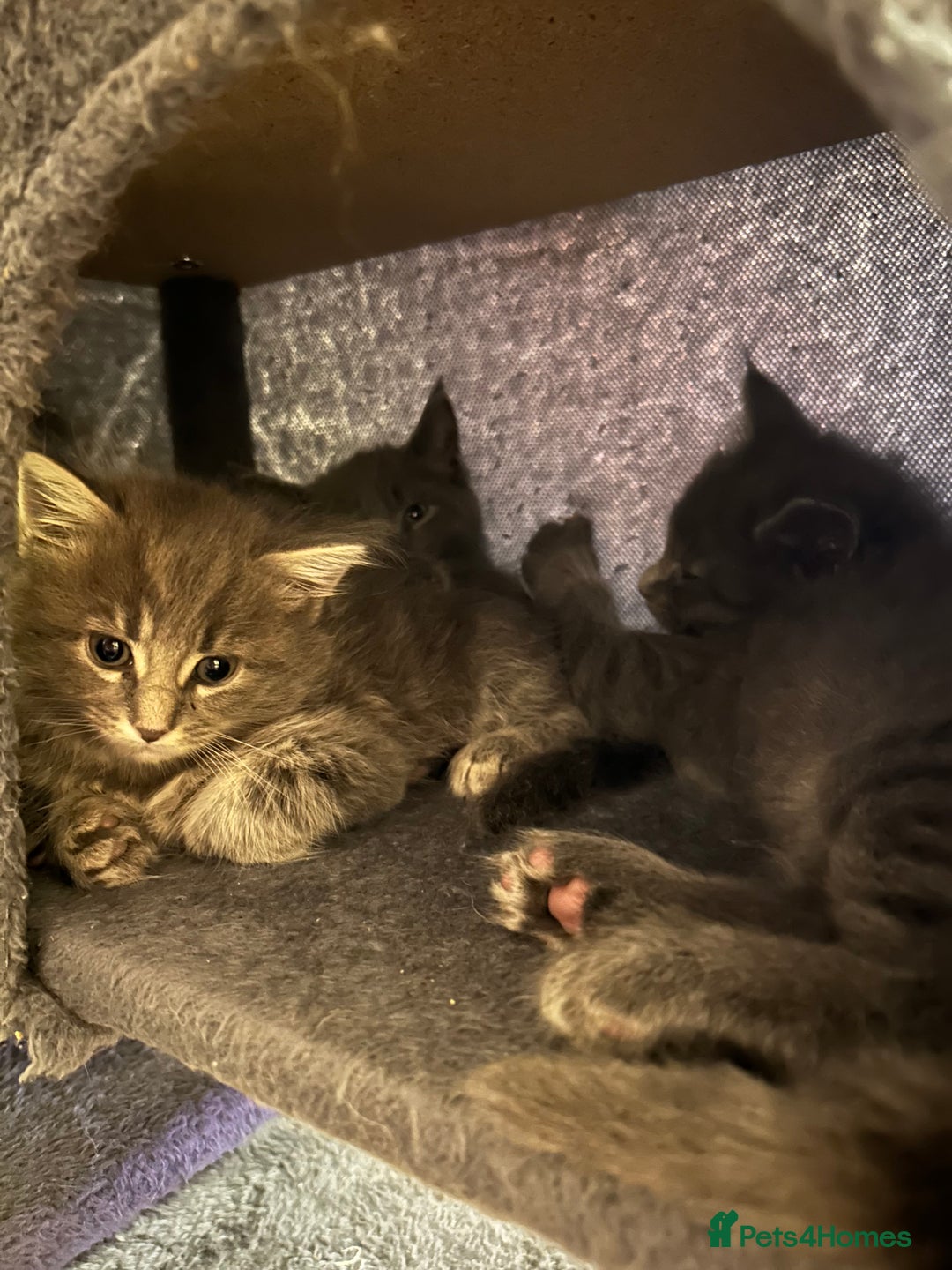 Maine Coon cats for sale: MAINE COON X’S, READY 29TH DECEMBER  - Advert 9