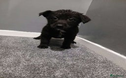 Mixed Breed dogs for sale: German Shepherd x huskita.  - Image 10