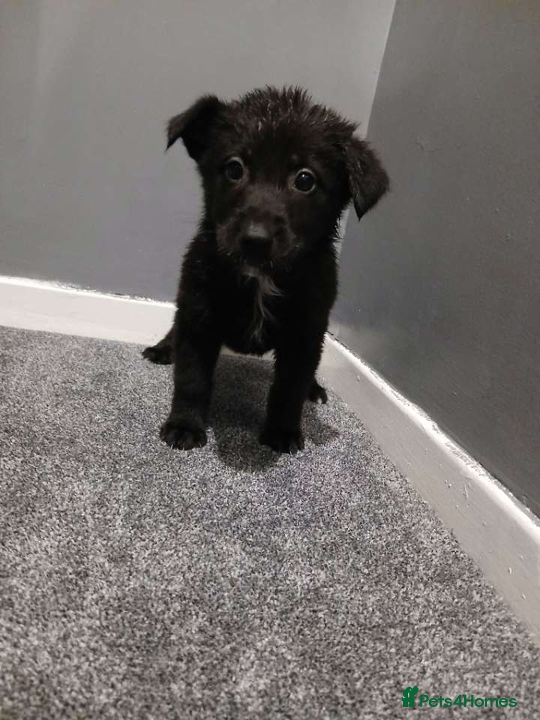 Mixed Breed dogs for sale: German Shepherd x huskita.  - Image 10