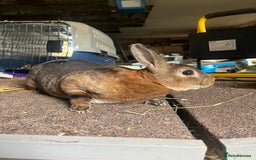Rex rabbits for sale: Selection of Mini Rex boys  - Image 10