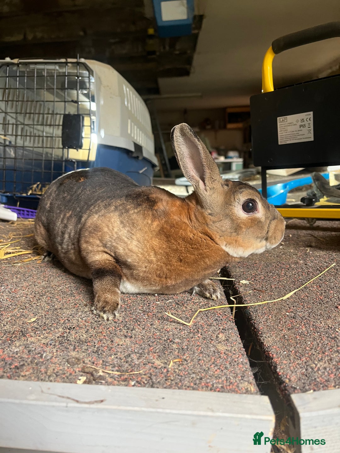 Rex rabbits for sale: Selection of Mini Rex boys  - Image 10