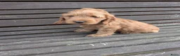 Cockapoo dogs for sale: Gorgeous cockapoos  *2 boys available* - Advert 4