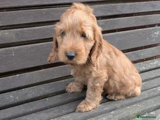 Cockapoo dogs Gorgeous cockapoo boy available - Advert 8