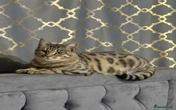 Bengal cats for sale: Two Beautiful Bengal Boys Looking for Their Homes - Advert 5