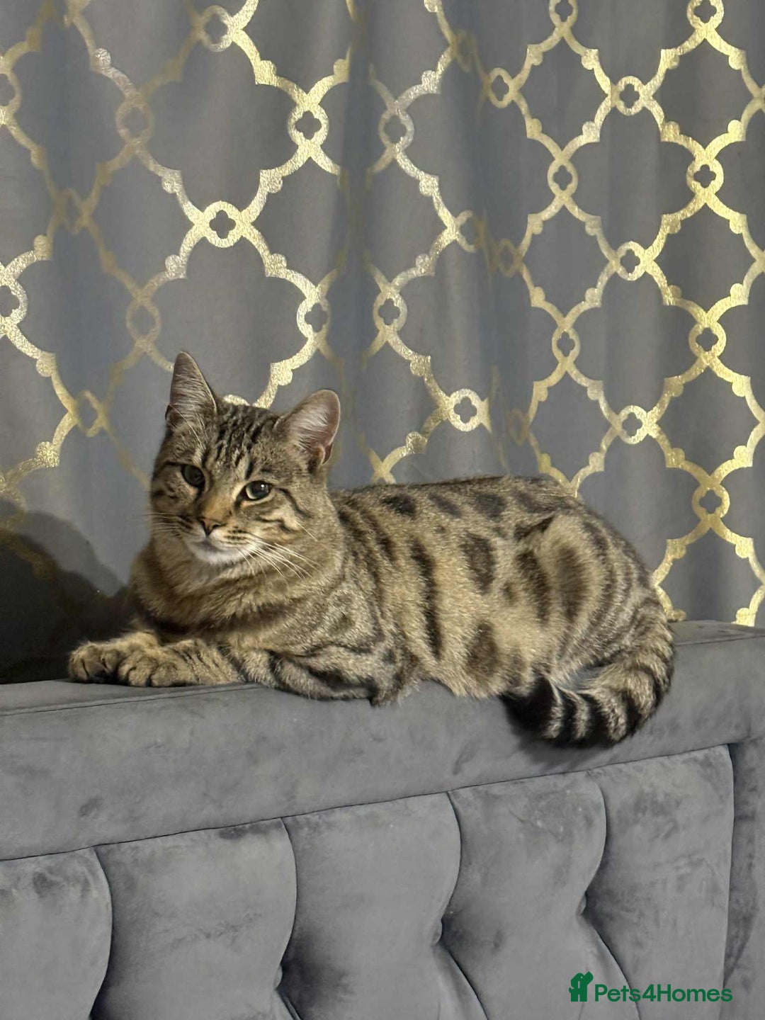 Bengal cats for sale: Two Beautiful Bengal Boys Looking for Their Homes - Advert 5