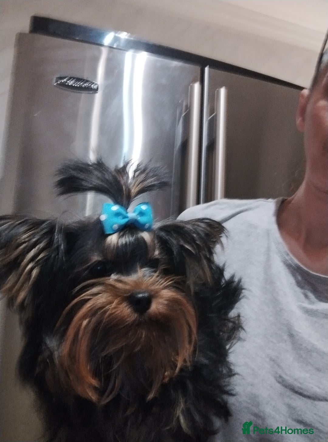 Yorkshire Terrier dogs for sale: 💝💝💝Both sides many champions 💝💝💝 in Leeds - Image 10