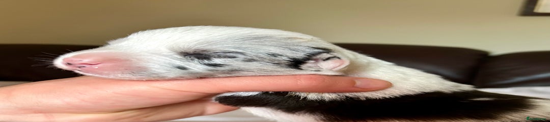 Blue merle boy 3