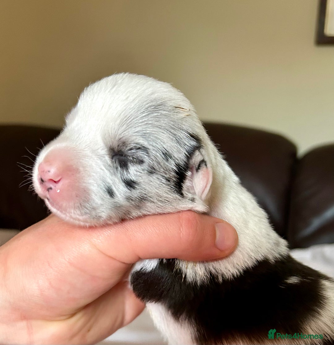 Welsh Corgi Cardigan dogs for sale: Show Quality KC Pedigree Corgi Cardigan Puppies  - Image 27