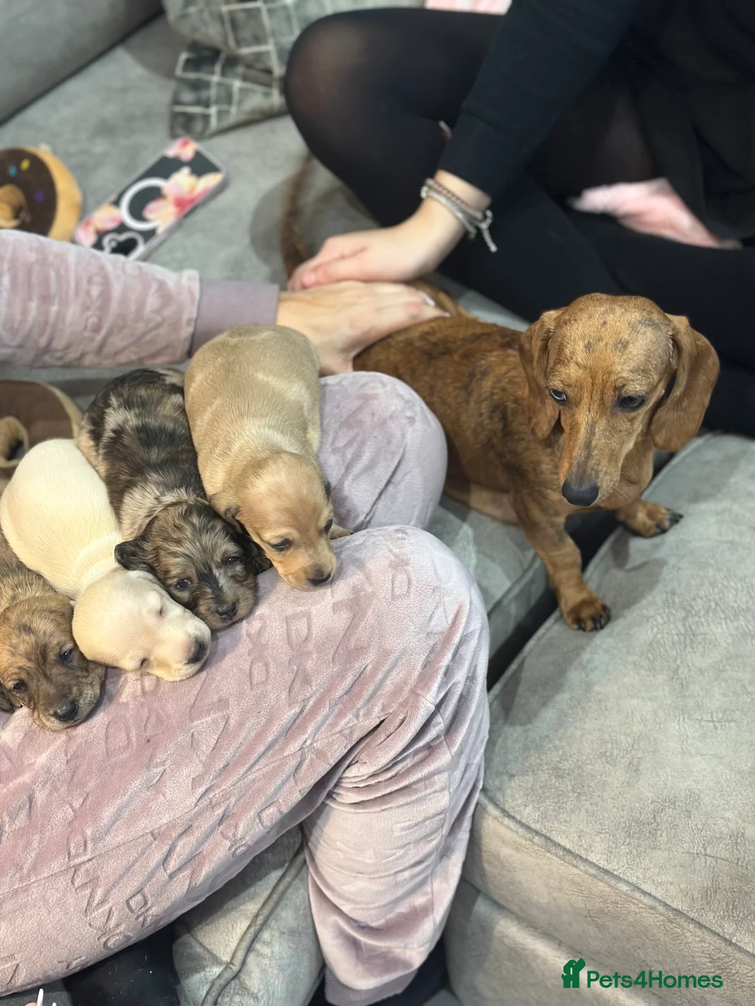 Miniature Dachshund dogs for sale: Miniatures dachshunds - Advert 1