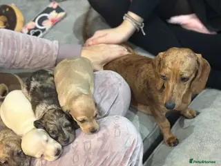 Miniature Dachshund dogs Miniatures dachshunds - Advert 2