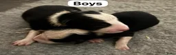 Border Collie dogs for sale: ISDS registered pups from amazing lines - Advert 29