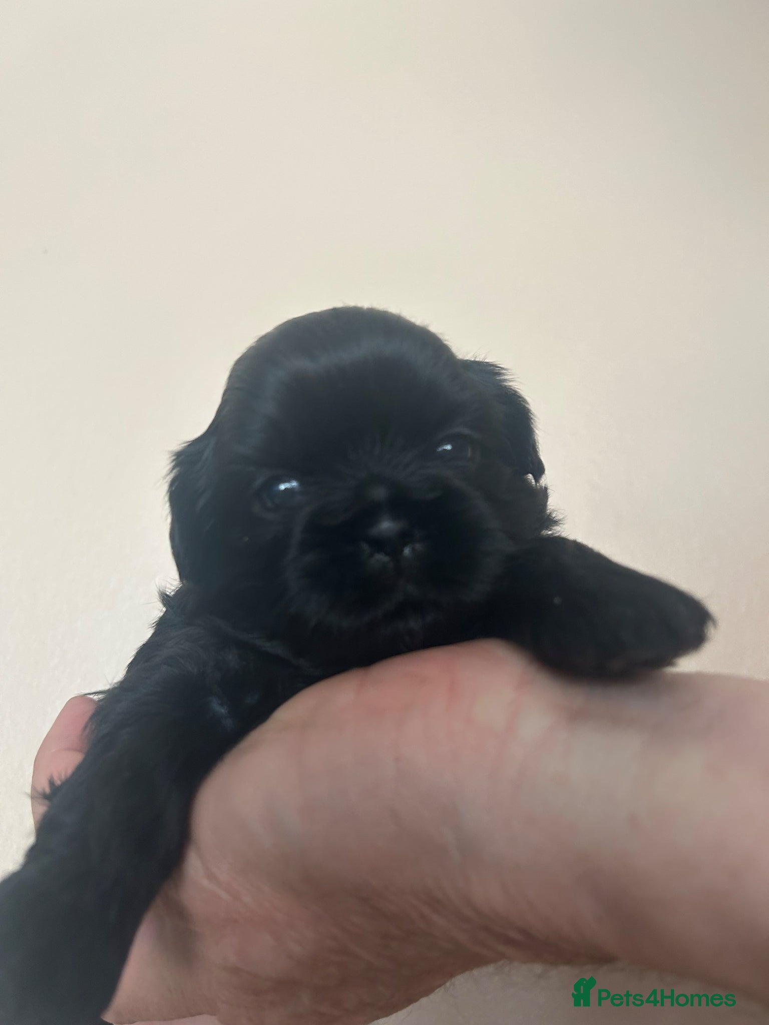 Shih Tzu Puppy 2