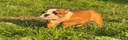 English Bulldog dogs for sale: 3 girls ready NOW *fully vaccinated, checked** - Advert 2