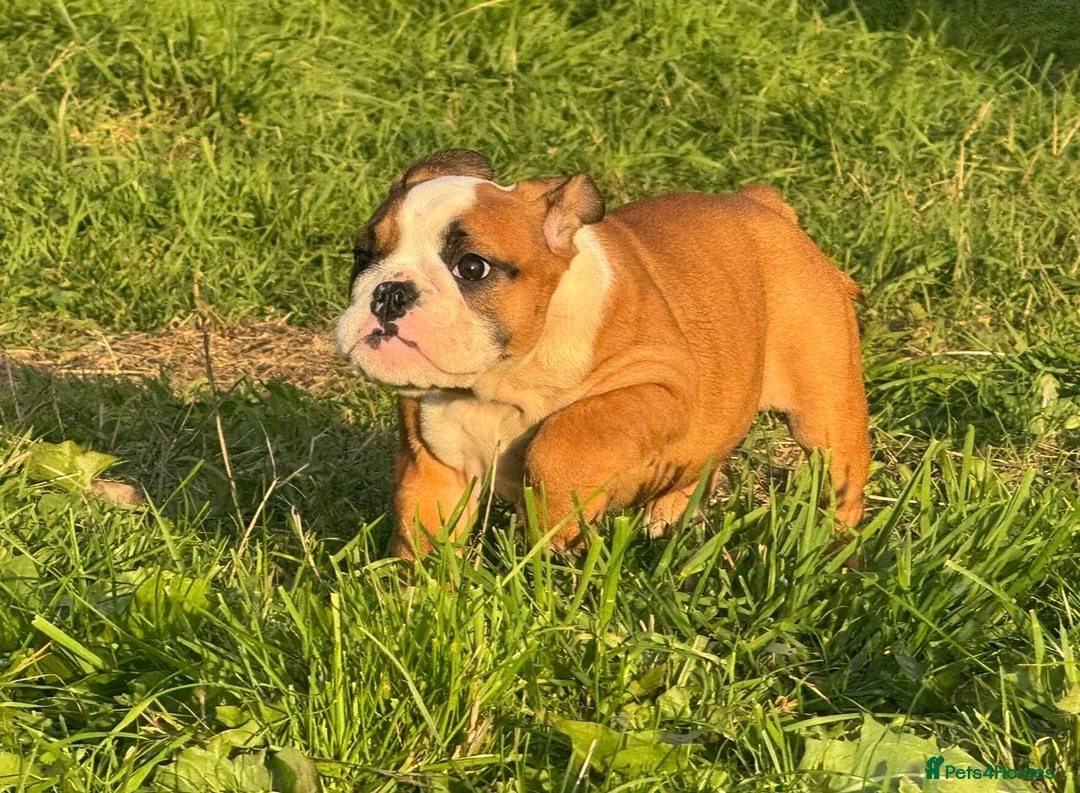 English Bulldog dogs for sale: 3 girls ready NOW *fully vaccinated, checked** - Advert 2