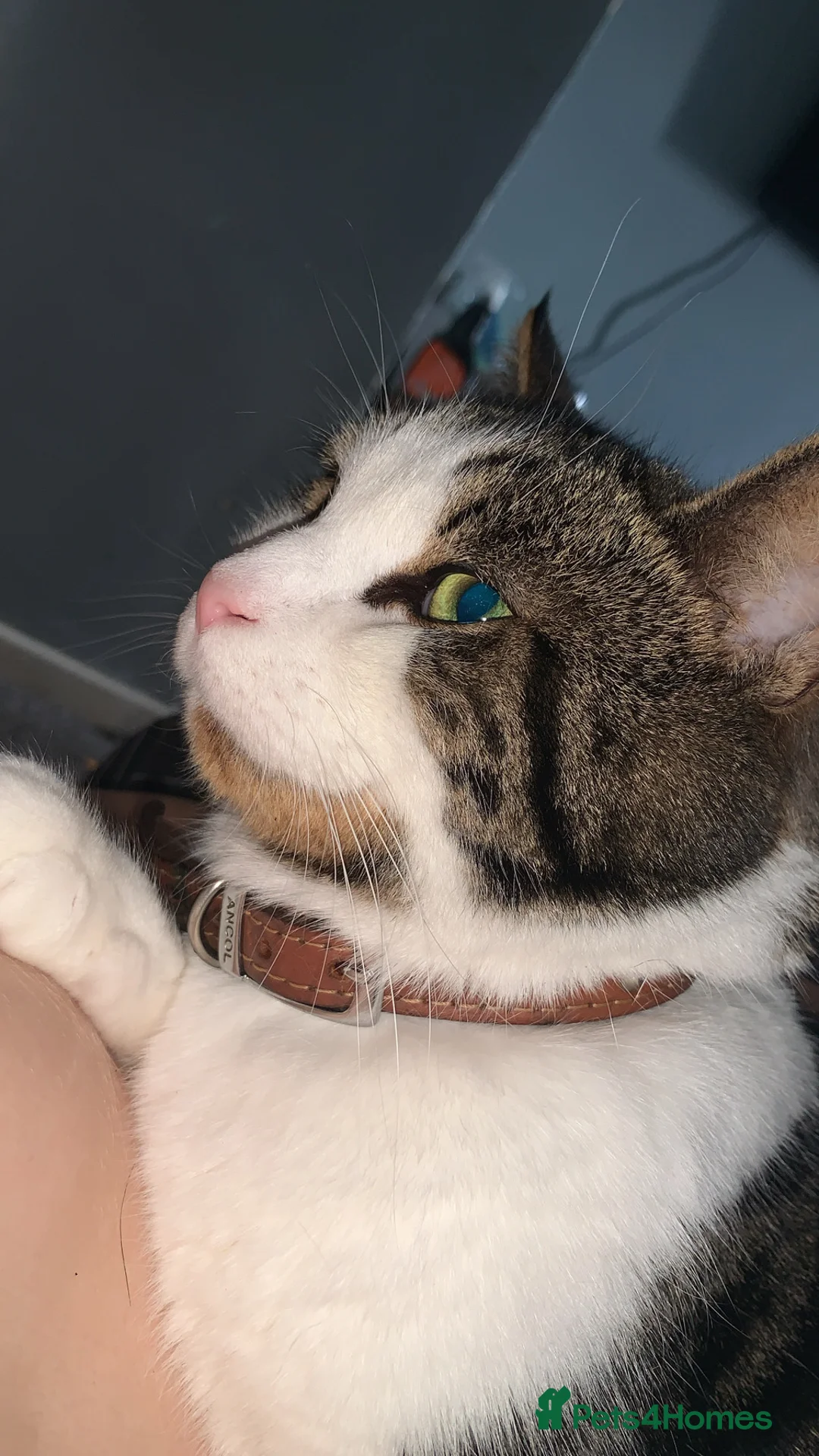 American Shorthair cats for sale: Male adult cat  - Advert 5