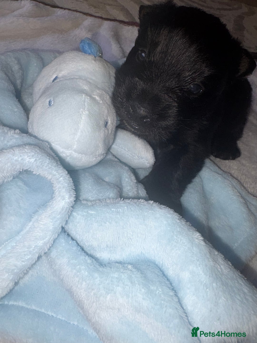 Scottish Terrier dogs for sale: Beautiful Scottish terrier puppy  - Advert 3