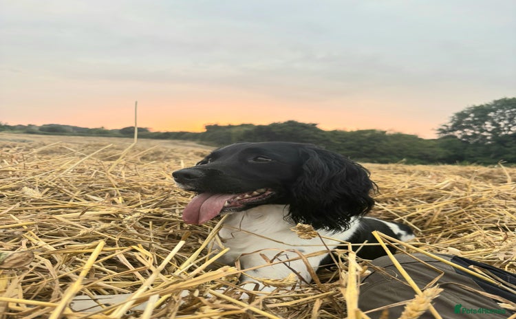 English Springer Spaniel dogs - Advert 3