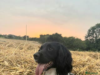 English Springer Spaniel dogs Wessexmac's King Kobe at Stud - Advert 7